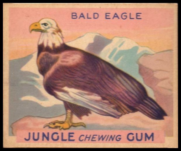 37 Bald Eagle